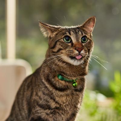 Show full view: Safe Cat Snag-Proof Polyester Breakaway Cat Collar with Bell, Hunter slide 4 of 6