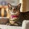 Show in main carousel: Safe Cat Snag-Proof Polyester Breakaway Cat Collar with Bell, Pink Flamingo slide 4 of 6