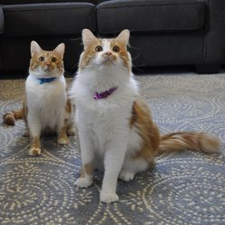 Safe Cat Snag-Proof Polyester Breakaway Cat Collar with Bell, Purple slide 2 of 4