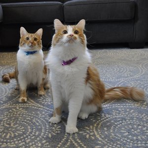 Safe Cat Snag-Proof Polyester Breakaway Cat Collar with Bell, Purple