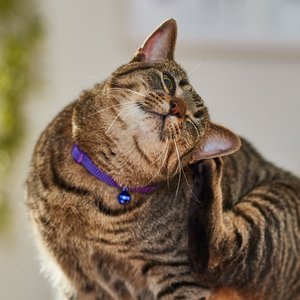 Safe Cat Snag-Proof Polyester Breakaway Cat Collar with Bell, Purple