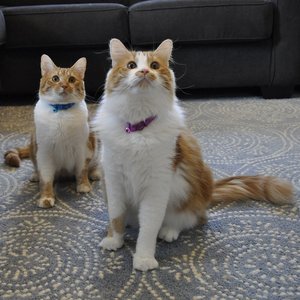 Safe Cat Snag-Proof Polyester Breakaway Cat Collar with Bell, Sunset Orange
