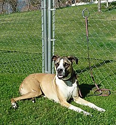 Safe-T-Ties Horse Safety Ties, 6 count, Black slide 2 of 3