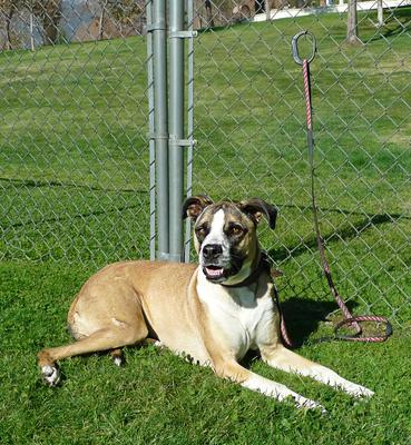 Show full view: Safe-T-Ties Horse Safety Ties, 6 count, Black slide 2 of 3