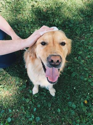 Show full view: SafePaws Sanitizing & Dog Grooming Travel Caddy Refill Bundle, 20 count slide 5 of 5