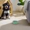 Show in main carousel: Sam's Pets Short Tulip 2.0 Elevated Dog Bowl, Mint, 0.75-cup slide 4 of 9