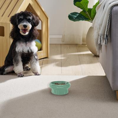 Show full view: Sam's Pets Short Tulip 2.0 Elevated Dog Bowl, Mint, 0.75-cup slide 4 of 9