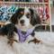 Show in main carousel: Sassy Woof Aurora Adjustable Dog Harness, Small: 14 to 19-in chest slide 5 of 7