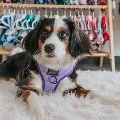Sassy Woof Aurora Adjustable Dog Harness, XX-Large: 22 to 29-in chest slide 2 of 5