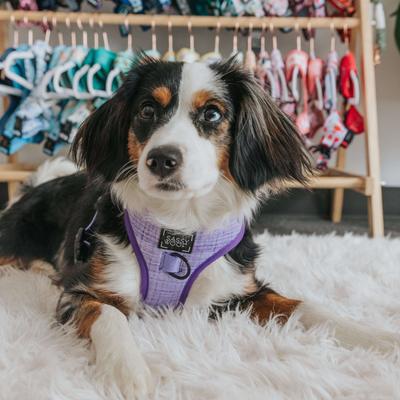 Show full view: Sassy Woof Aurora Adjustable Dog Harness, XX-Large: 22 to 29-in chest slide 5 of 7