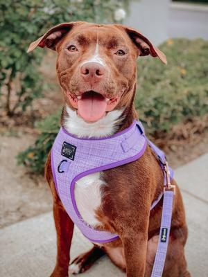 Show full view: Sassy Woof Aurora Adjustable Dog Harness, XX-Large: 22 to 29-in chest slide 6 of 7