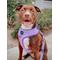 Show in main carousel: Sassy Woof Aurora Adjustable Dog Harness, XX-Small: 8 to 11-in chest slide 5 of 6