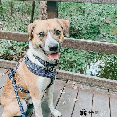 Show full view: Sassy Woof Batman Dog Leash, Black, 5-ft long, 4/5-in wide slide 6 of 6