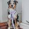 Show in main carousel: Sassy Woof Closet Goals Dog Harness & Leash, Purple, Medium: 18 to 25-in chest slide 6 of 7