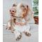 Show in main carousel: Sassy Woof Dog Collar, Apple Cider, Medium slide 5 of 6