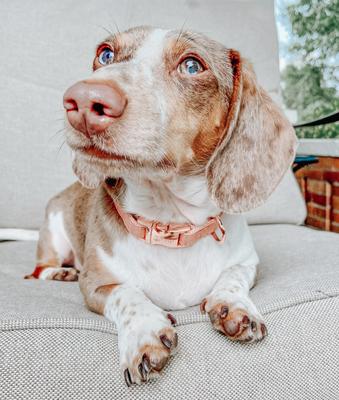 Show full view: Sassy Woof Dog Collar, Apple Cider, Medium slide 5 of 6