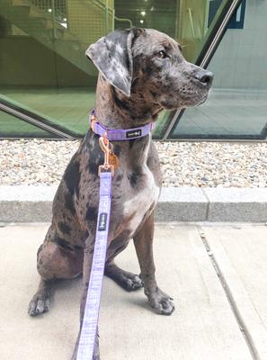 Show full view: Sassy Woof Dog Collar, Aurora, Medium slide 5 of 6