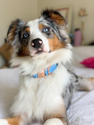 Show full view: Sassy Woof Dog Collar, Blumond, Large slide 5 of 6