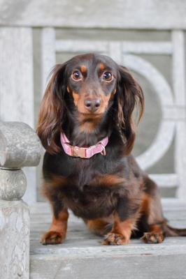 Show full view: Sassy Woof Dog Collar, Dolce Rose, Large slide 5 of 6