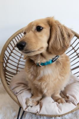 Show full view: Sassy Woof Dog Collar, Napa, Large slide 5 of 6