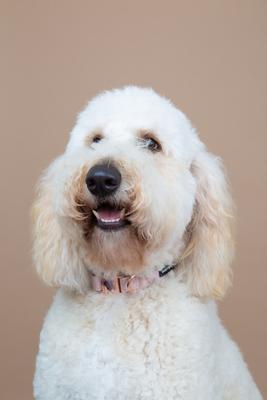 Show full view: Sassy Woof Dog Collar, Pinot, Small slide 5 of 6