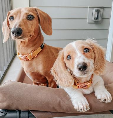 Show full view: Sassy Woof Dog Collar, Sunflower Fields, Medium slide 5 of 6