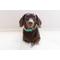Show in main carousel: Sassy Woof Dog Collar, Wag Your Teal, Medium slide 5 of 6