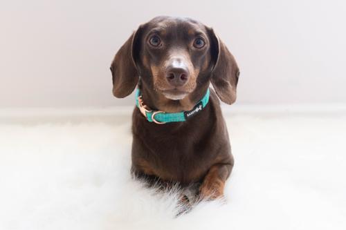 Show full view: Sassy Woof Dog Collar, Wag Your Teal, Medium slide 5 of 6