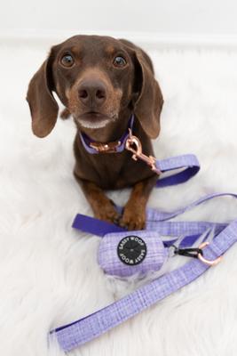 Show full view: Sassy Woof Dog Waste Bag Holder, Collar, & Leash, 3 count, Purple, Medium slide 8 of 8