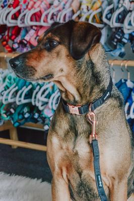 Show full view: Sassy Woof Fabric Dog Leash, Baby Got Black slide 5 of 6