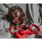 Show in main carousel: Sassy Woof Fabric Dog Leash, Red slide 4 of 5