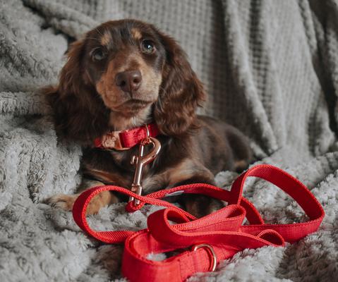 Show full view: Sassy Woof Fabric Dog Leash, Red slide 4 of 5