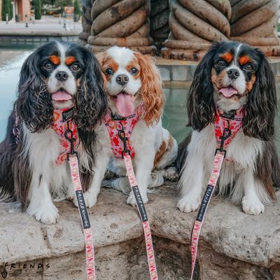 Show full view: Sassy Woof Friends Dog Harness & Leash, Pink, Small: 16 to 21-in chest slide 6 of 7