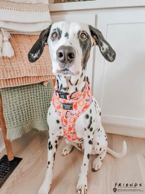 Show full view: Sassy Woof Friends Dog Harness, Pink, X-Large: 24 to 35-in chest slide 5 of 6