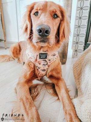 Show full view: Sassy Woof Friends Dog Harness, Yellow, X-Large: 24 to 35-in chest slide 5 of 5