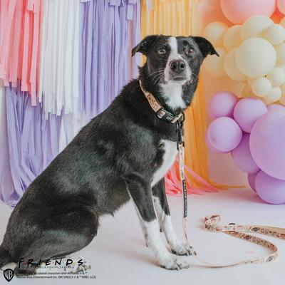 Show full view: Sassy Woof Friends Standard Dog Collar, Yellow, Large slide 6 of 6