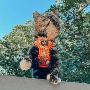 Sassy Woof Garfield Cat Harness, Medium: 16 to 18-in chest