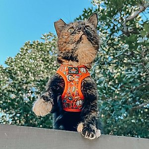 Sassy Woof Garfield Cat Harness, Small: 14 to 16-in chest