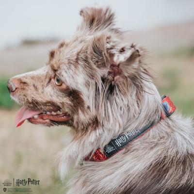 Show full view: Sassy Woof Harry Potter Standard Dog Collar, Red, Small  slide 6 of 6