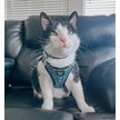 Show in main carousel: Sassy Woof Nickelodeon CatDog Cat Collar, Blue, Medium: 8 to 12-in neck, 2/5-in wide slide 5 of 6