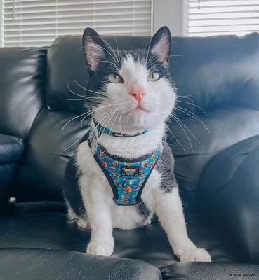 Show full view: Sassy Woof Nickelodeon CatDog Step-in Cat Harness, Blue, X-Small: 12 to 14.5-in chest slide 5 of 7