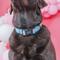 Show in main carousel: Sassy Woof On a Roll Dog Collar, Blue, Medium: 12.6 to 19.7-in neck, .78-in wide slide 4 of 6