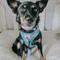Show in main carousel: Sassy Woof On A Roll Dog Harness & Leash, Teal, Medium: 18 to 25-in chest slide 6 of 7