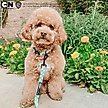 Show in main carousel: Sassy Woof Powerpuff Girls Dog Collar, Green, Small: 9.5 to 13-in neck, .60-in wide slide 6 of 6