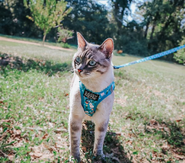 Show full view: Sassy Woof Purrs & Petals Cat Leash, 6-ft long slide 4 of 4