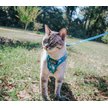 Show in main carousel: Sassy Woof Purrs & Petals Cat Leash, 6-ft long slide 4 of 4