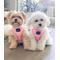 Show in main carousel: Sassy Woof Reversible Dog Harness, Dolce Rose, X-Small slide 6 of 6