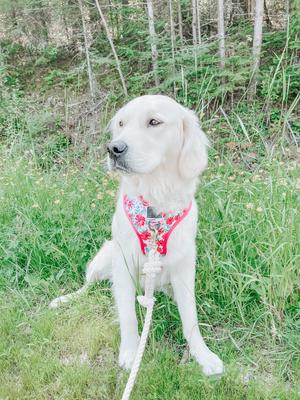Show full view: Sassy Woof Reversible Dog Harness, Floral Frenzy, Pink, X-Small slide 4 of 5