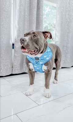 Show full view: Sassy Woof Reversible Dog Harness, Might as Whale, Blue, XX-Small slide 4 of 4