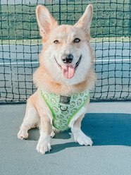 Sassy Woof Reversible Dog Harness, Serving Up Sass, Yellow, Medium slide 2 of 4